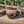 Load image into Gallery viewer, Mug glazed with dark brown and gold/blue accents
